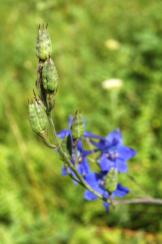 Image of Delphinium laxiflorum specimen.