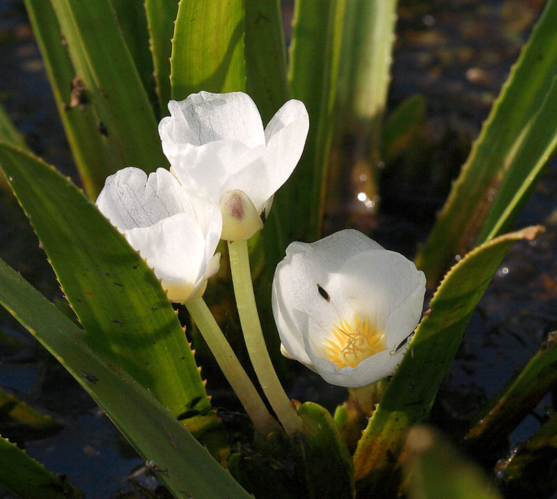 Image of Stratiotes aloides specimen.