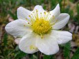 Dryas punctata