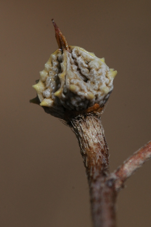 Изображение особи Lappula spinocarpos.