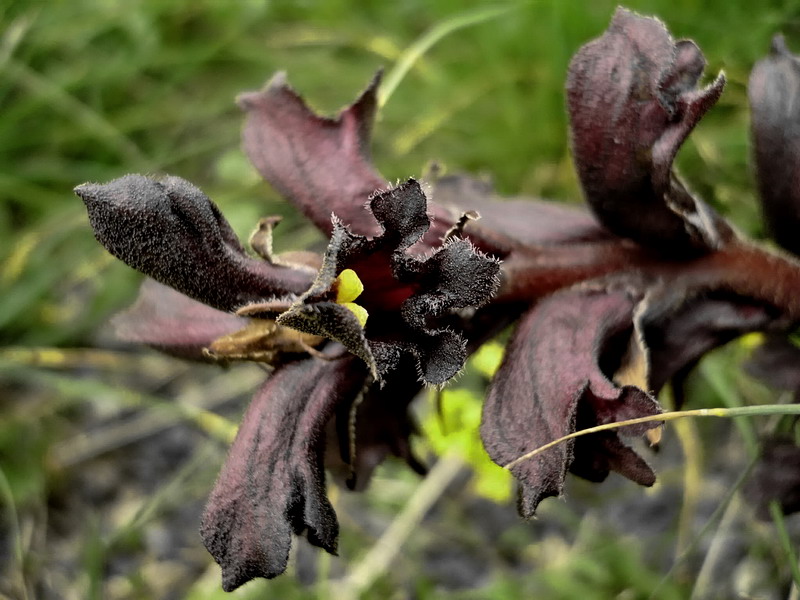 Image of Orobanche gamosepala specimen.