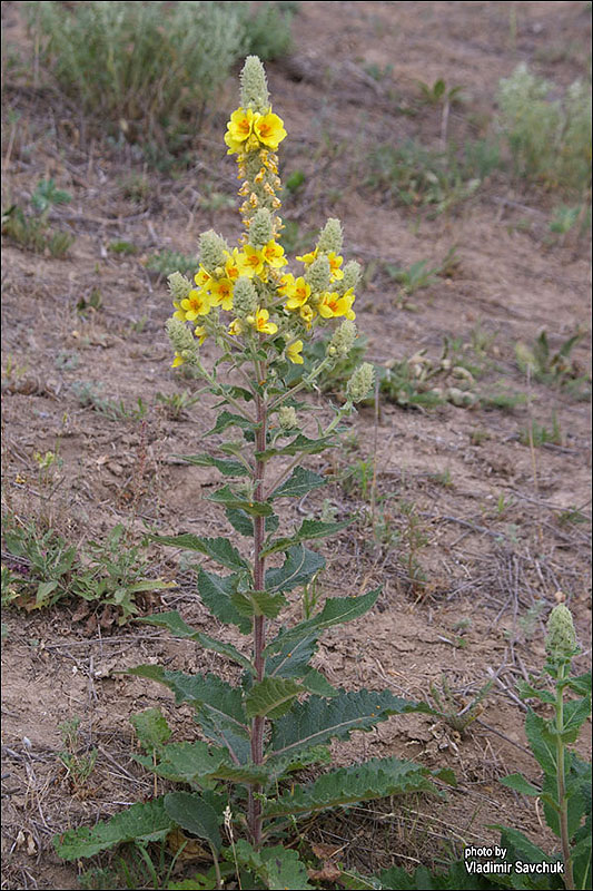 Image of Verbascum ovalifolium specimen.