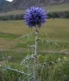 Echinops ruthenicus