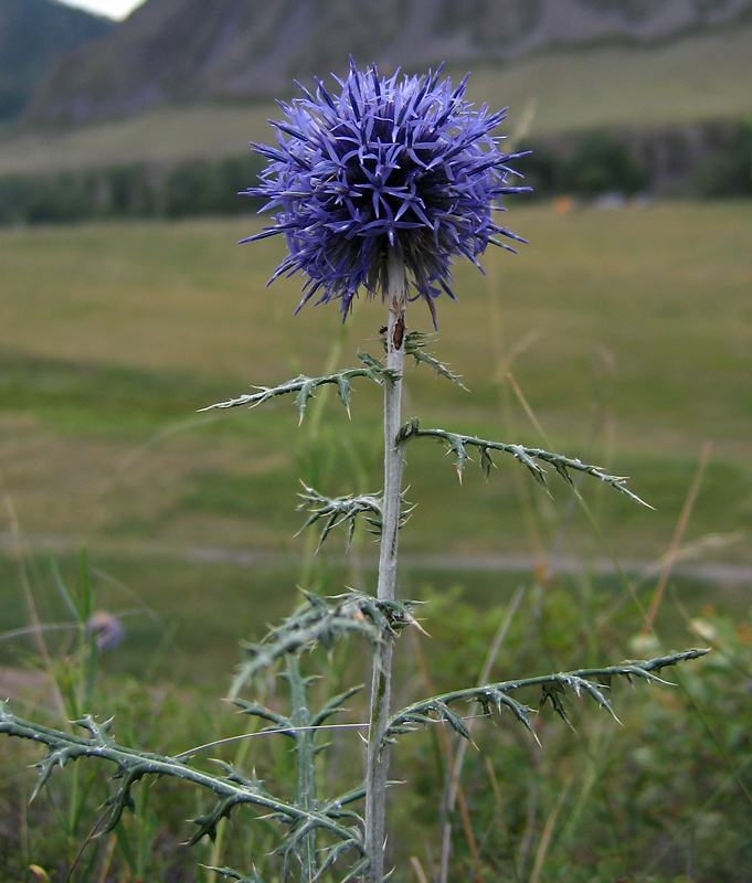 Изображение особи Echinops sibiricus.