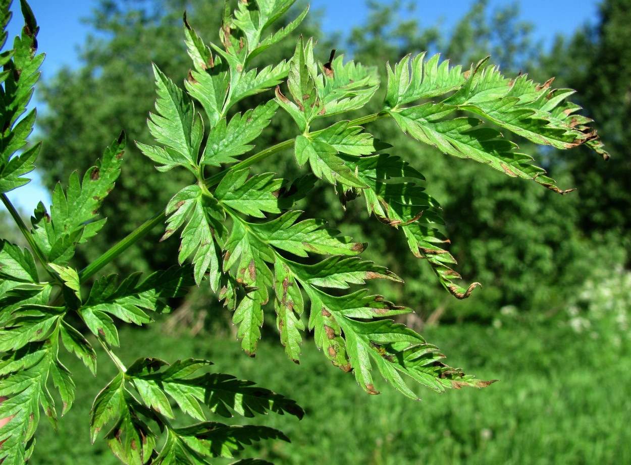 Image of Anthriscus sylvestris specimen.