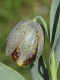 Image of taxon representative. Author is Владимир Эпиктетов