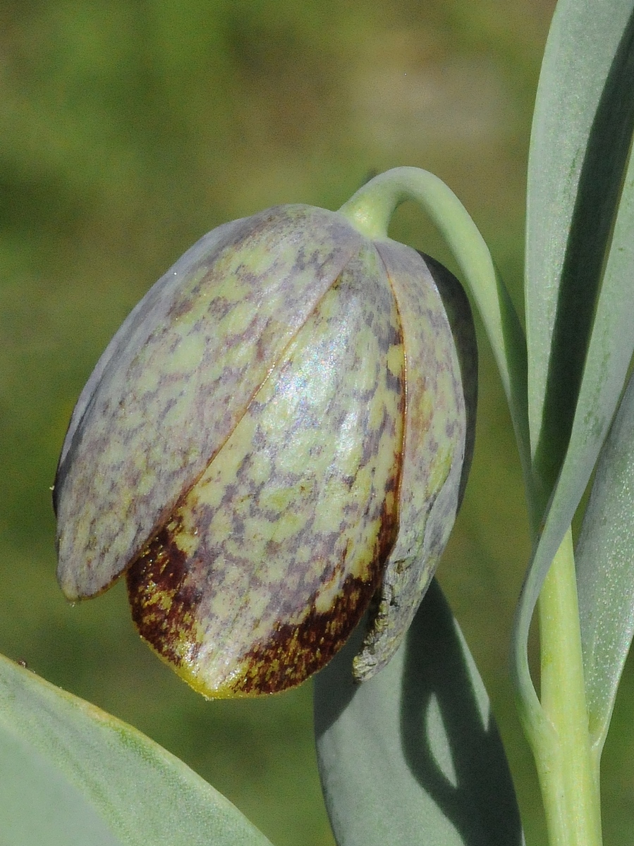Image of Fritillaria kurdica specimen.