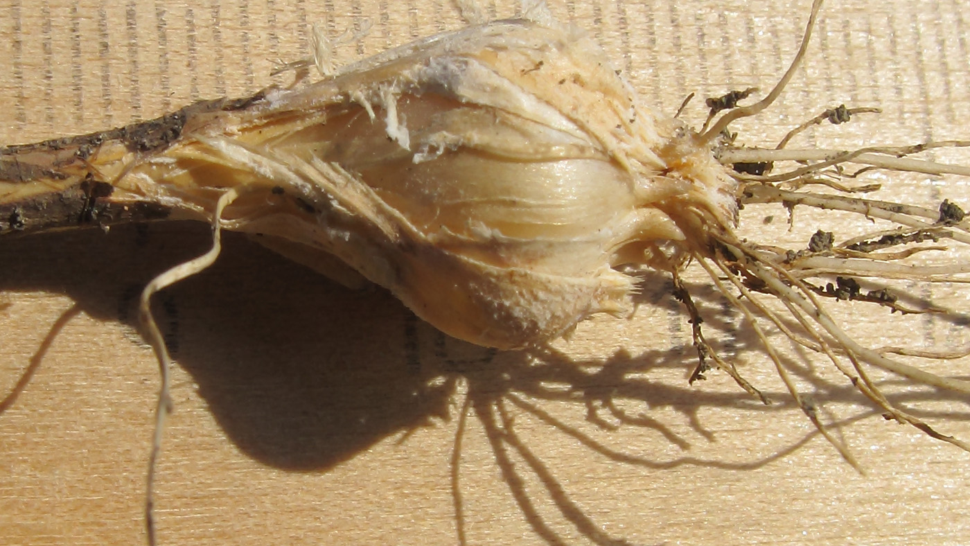 Image of Allium paczoskianum specimen.