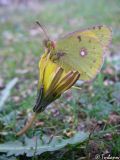 Image of taxon representative. Author is Илья Турбанов