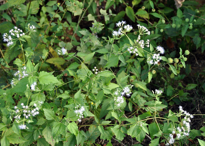 Изображение особи Chromolaena odorata.