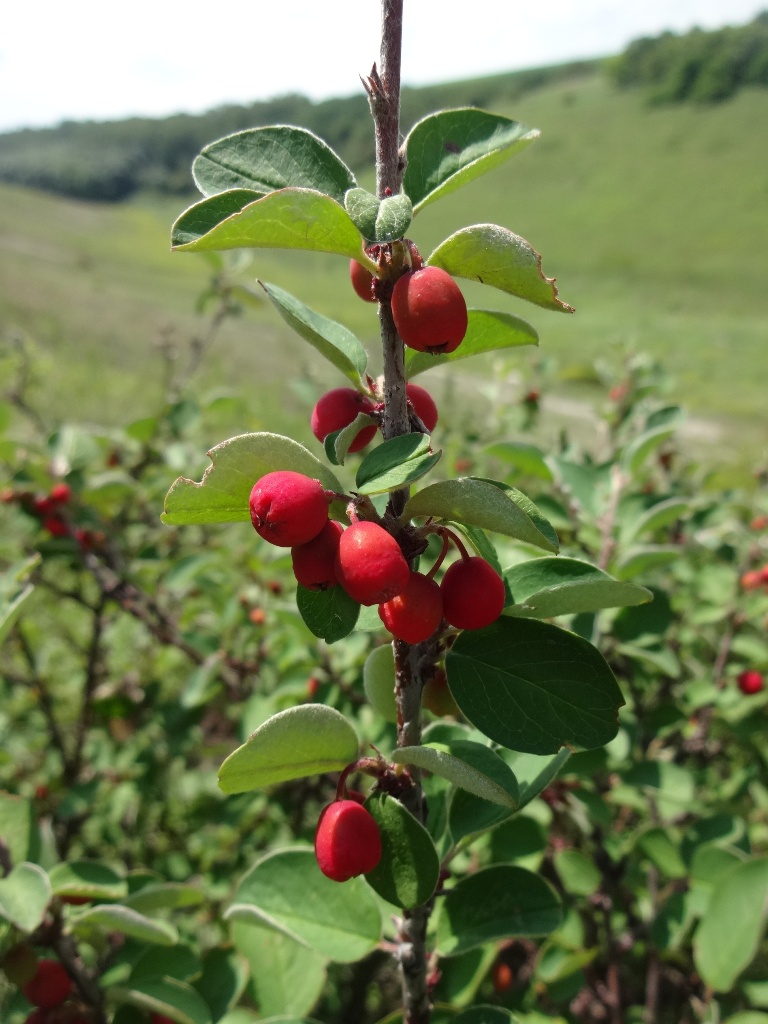 Image of Cotoneaster alaunicus specimen.