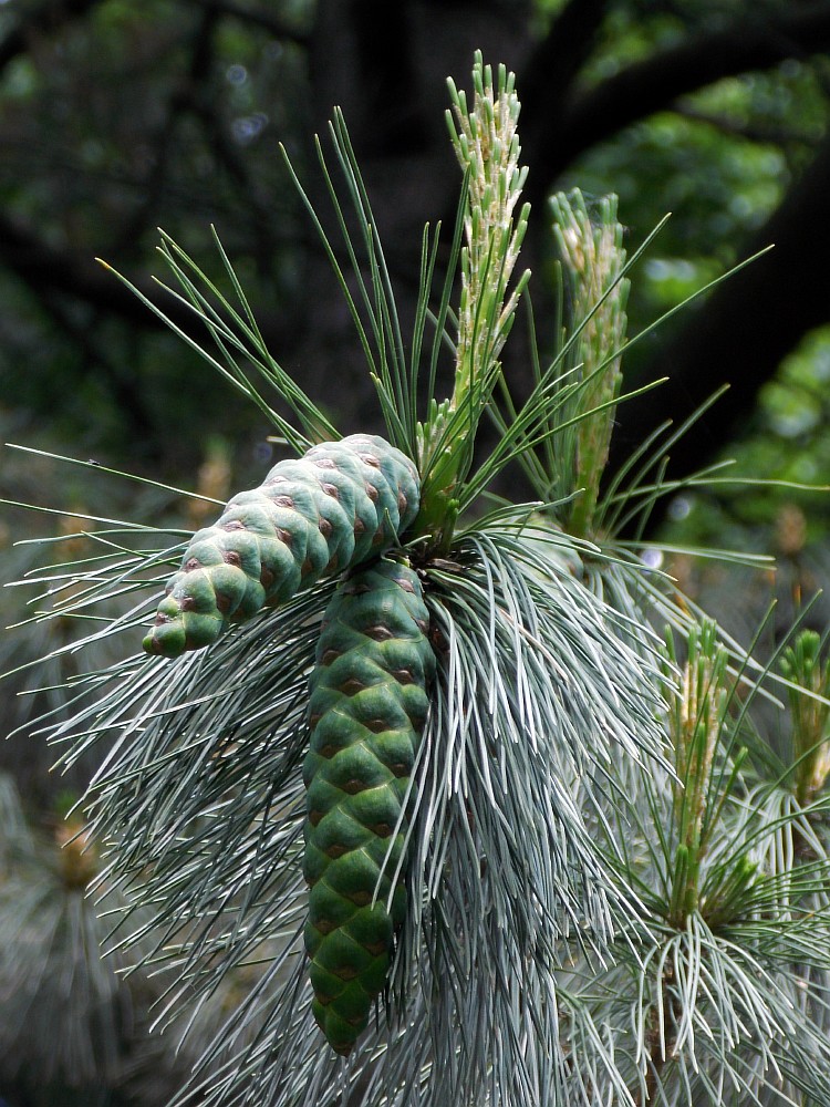 Изображение особи Pinus peuce.