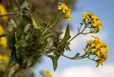 Senecio angulatus