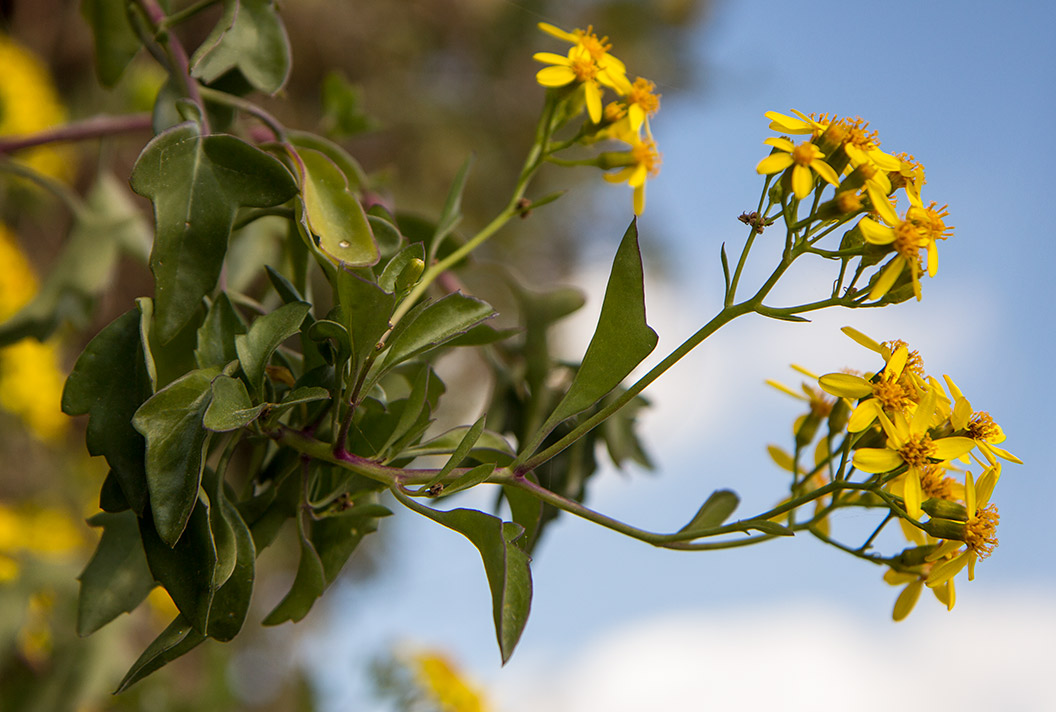 Изображение особи Senecio angulatus.