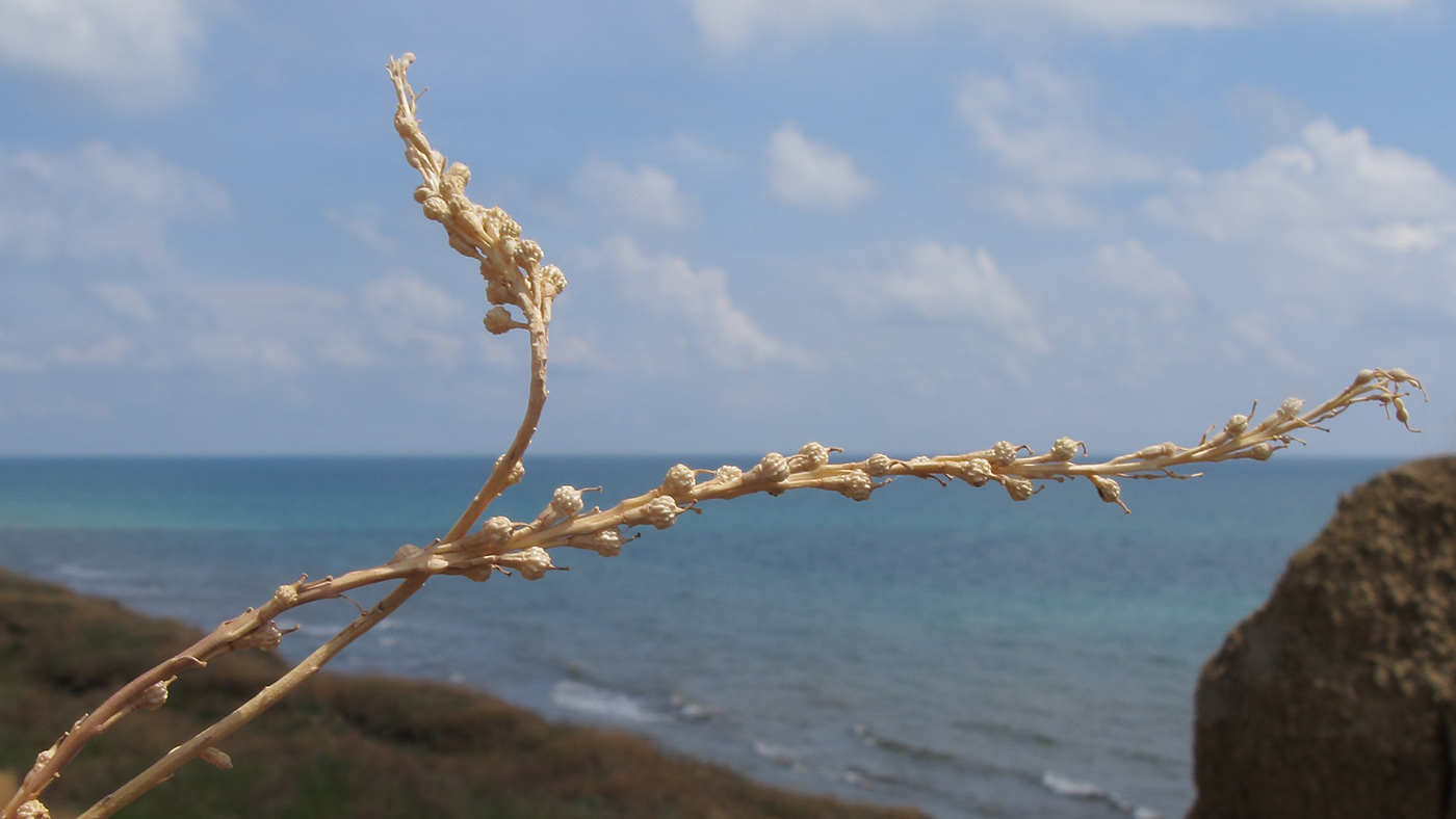 Image of Rapistrum rugosum specimen.