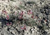 Astragalus velatus