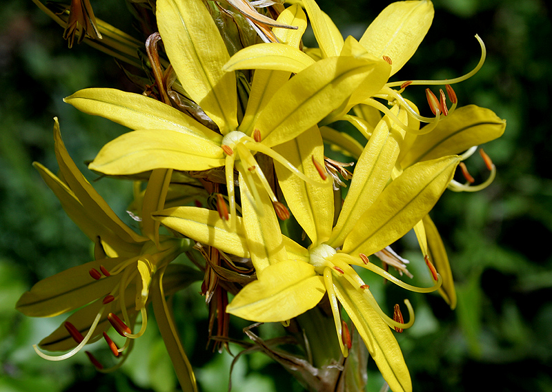 Изображение особи Asphodeline lutea.