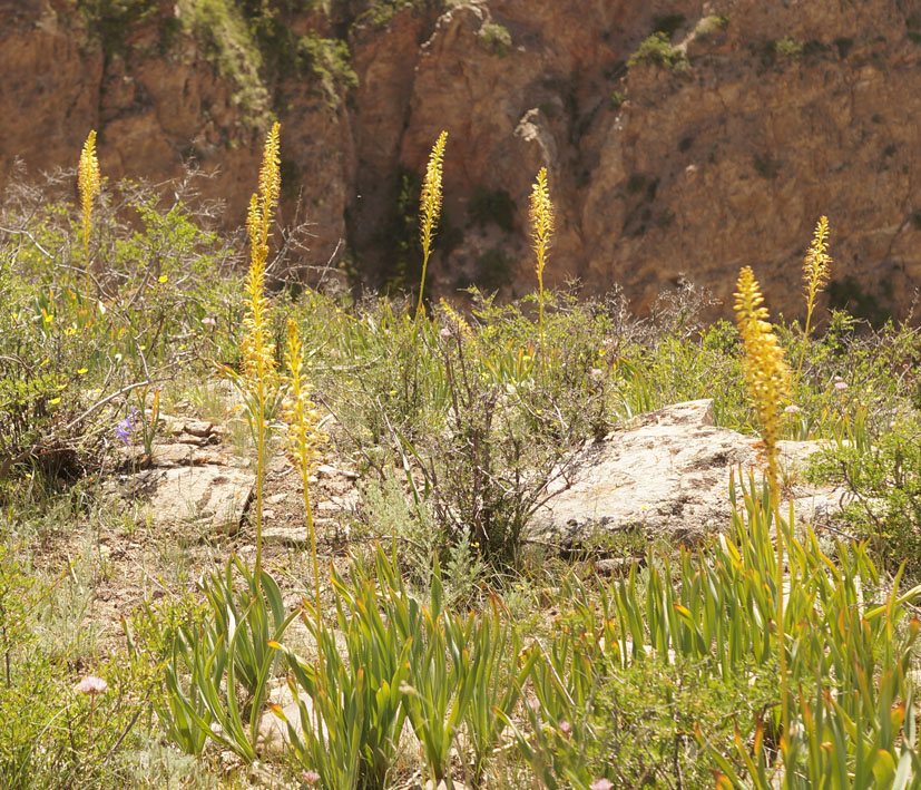 Image of Eremurus fuscus specimen.