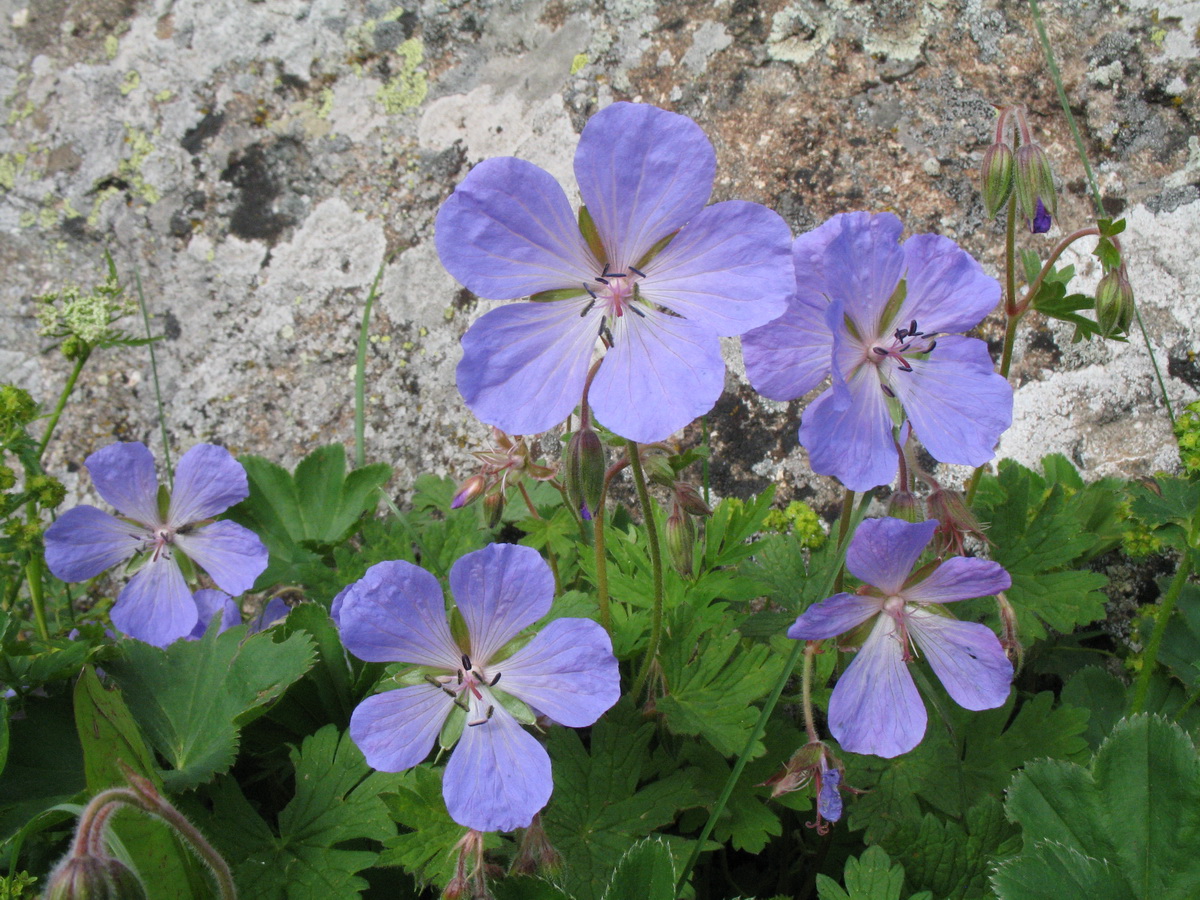 Image of Geranium saxatile specimen.