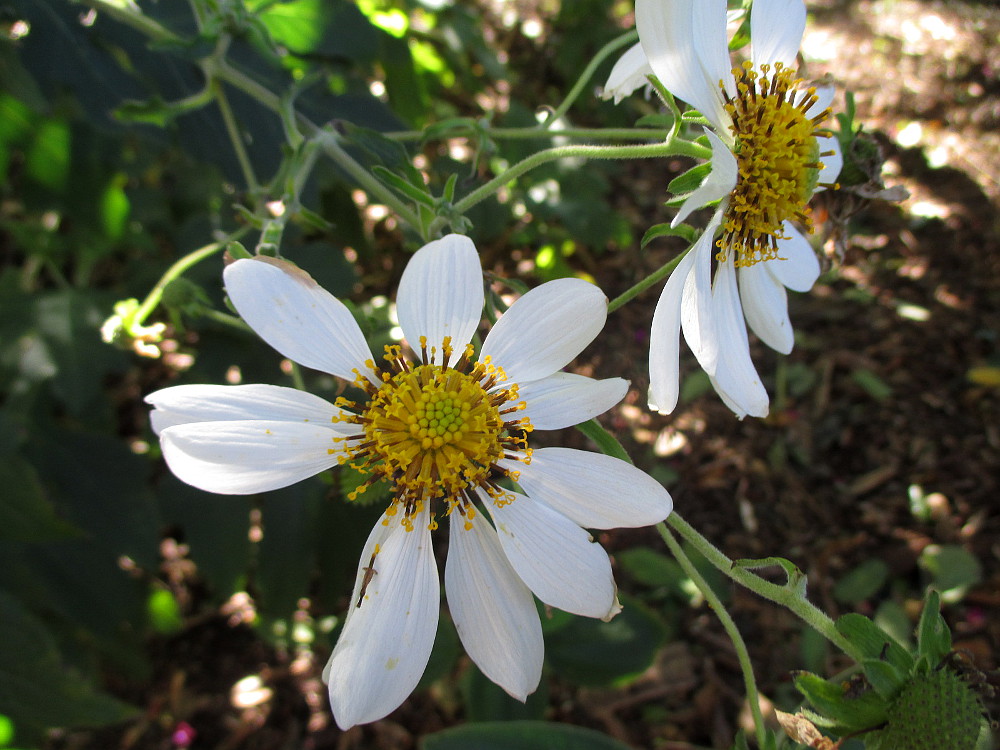 Изображение особи Montanoa bipinnatifida.