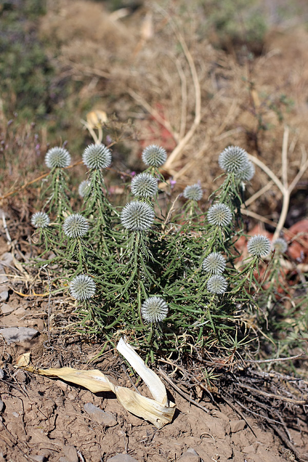 Изображение особи Echinops tschimganicus.