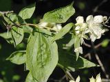 Philadelphus coronarius