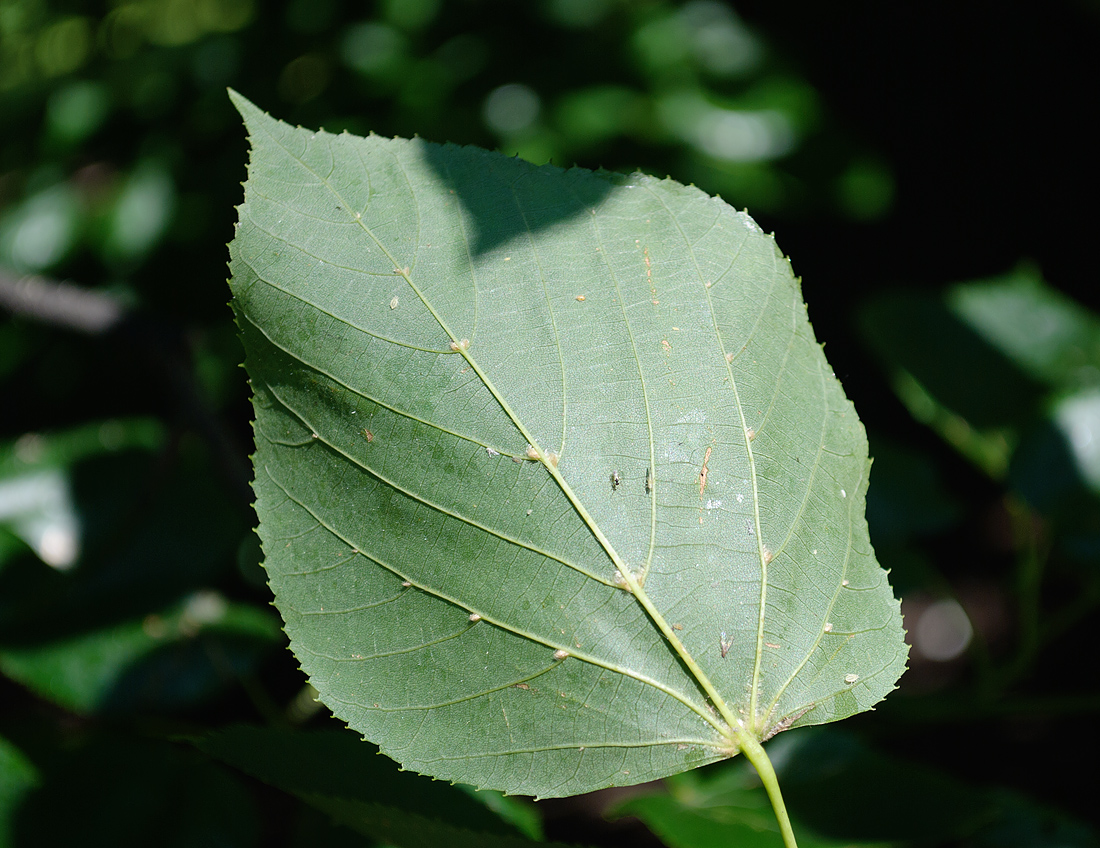 Image of Tilia euchlora specimen.