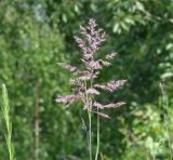 род Calamagrostis