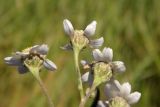 Achillea ptarmica. Соцветия со стороны обёрток. Новгородская обл., Боровичский р-н, ок. 1 км восточнее дер. Селино, луг. 25.07.2015.