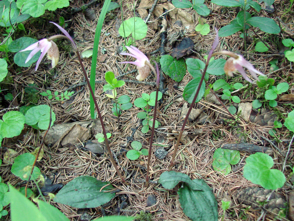 Image of Calypso bulbosa specimen.