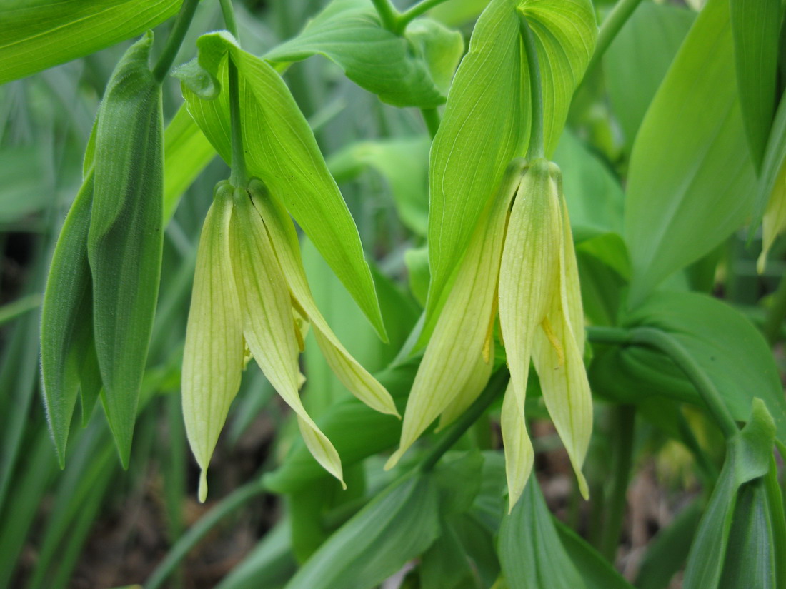 Image of Uvularia grandiflora specimen.