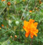 Cosmos sulphureus