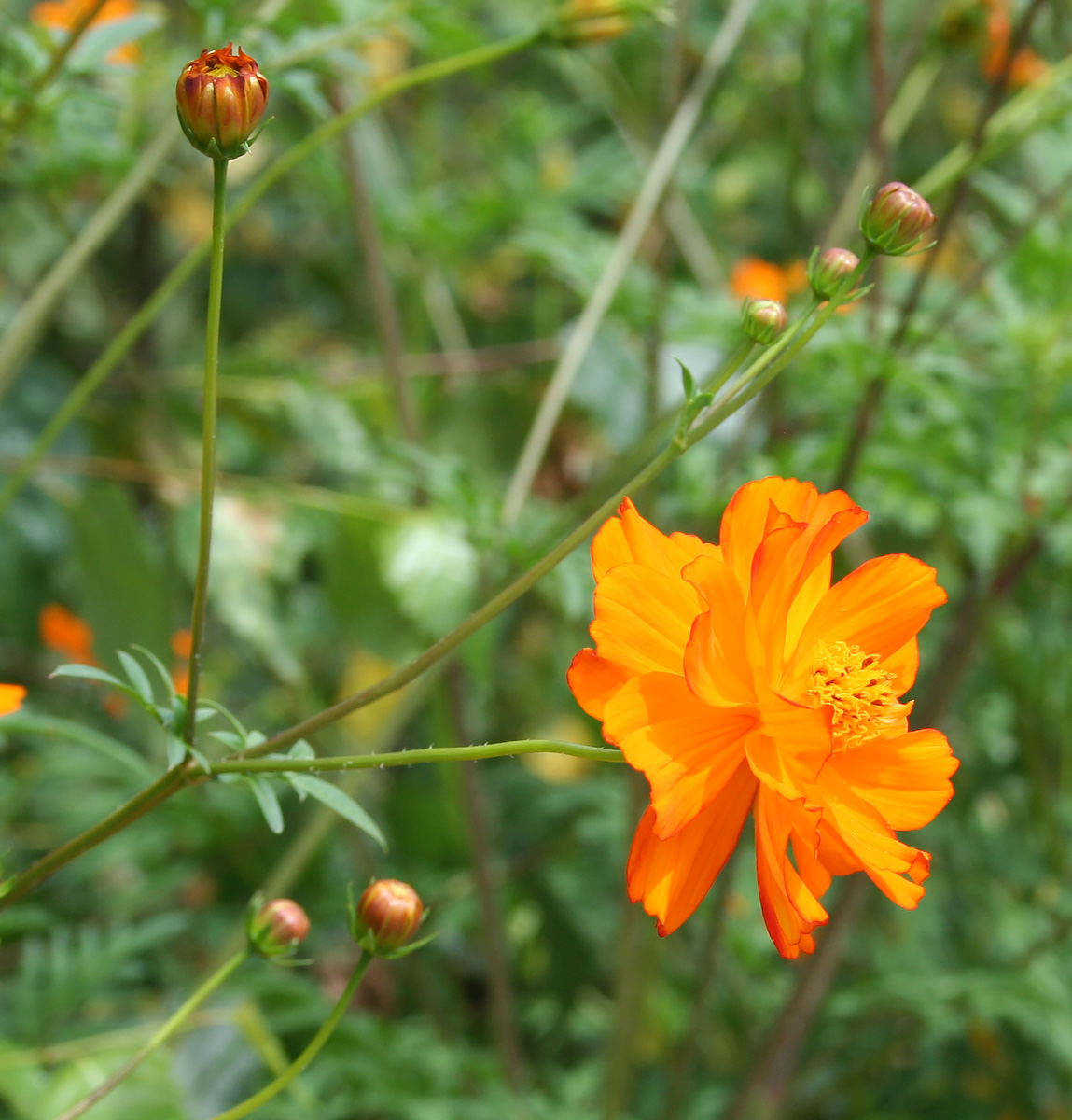 Изображение особи Cosmos sulphureus.