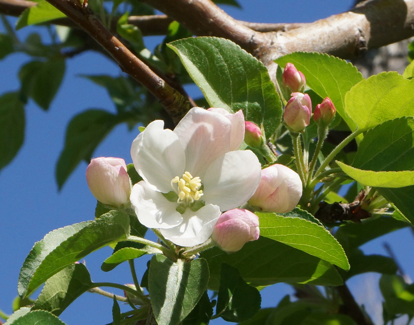 Изображение особи Malus domestica ssp. cerasifera.