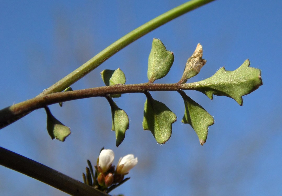 Изображение особи Cardamine hirsuta.