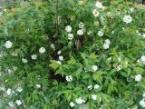 Spiraea cantoniensis. Цветущее растение. Краснодарский край, г. Сочи, Центральный р-н, в культуре. 27.03.2016.