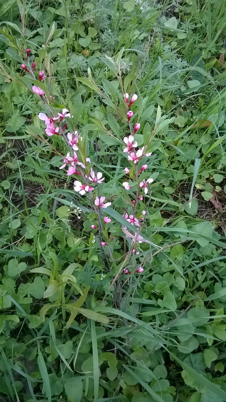 Изображение особи Amygdalus nana.