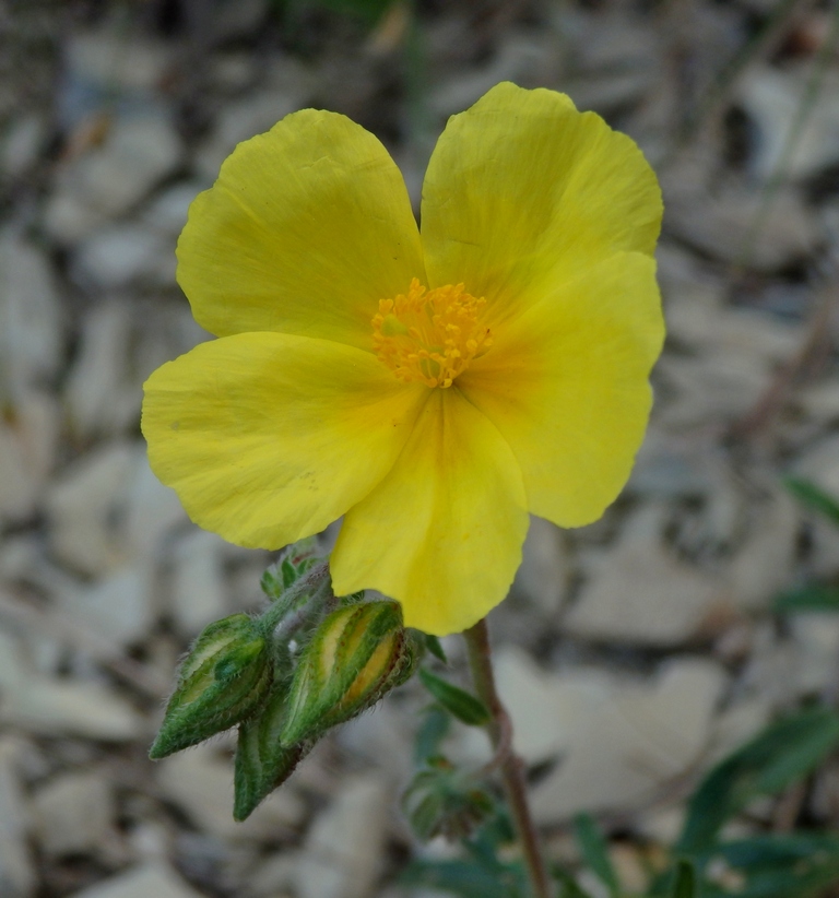 Image of genus Helianthemum specimen.