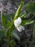 Viola accrescens