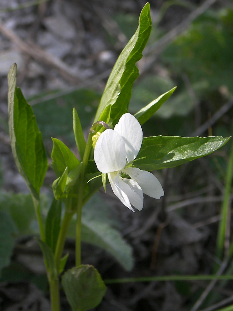 Изображение особи Viola accrescens.