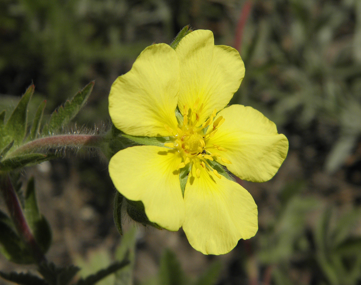 Image of Potentilla astracanica specimen.