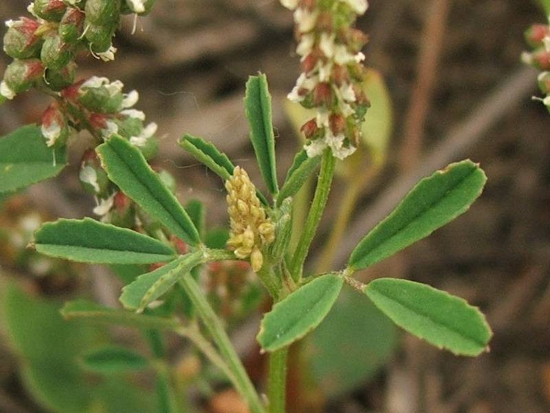 Image of Melilotus indicus specimen.
