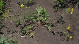 Potentilla caucasica