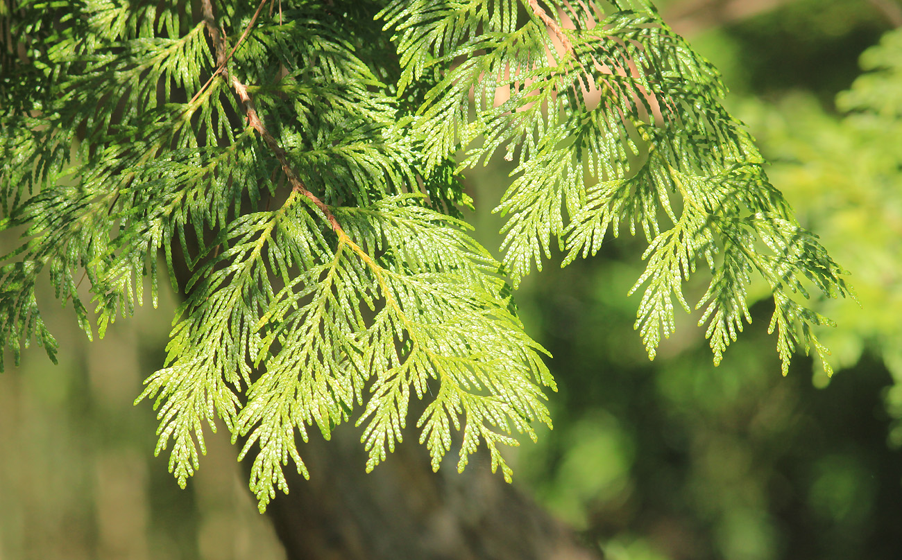 Изображение особи Thuja plicata.