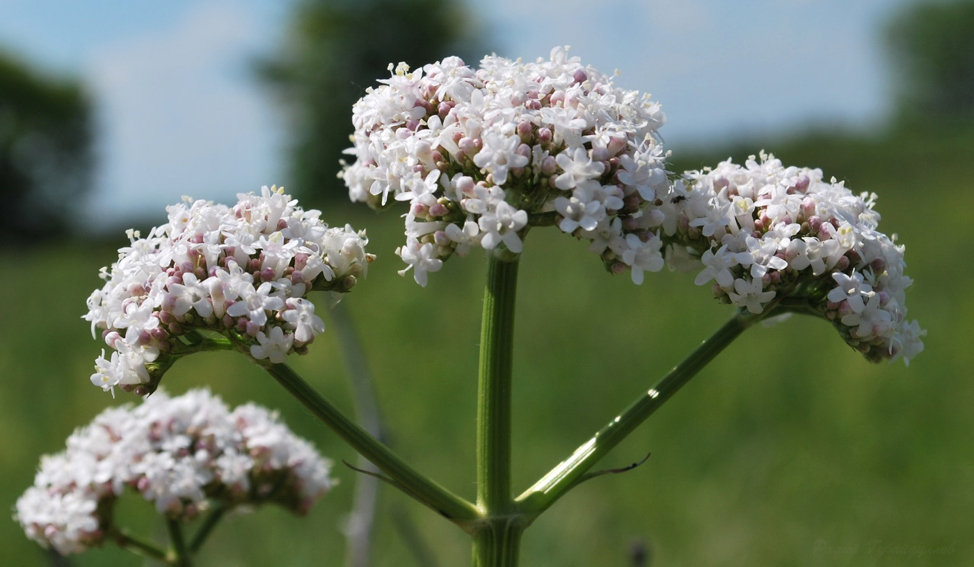 Изображение особи Valeriana rossica.