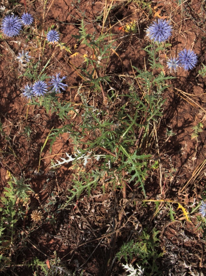 Image of Echinops meyeri specimen.