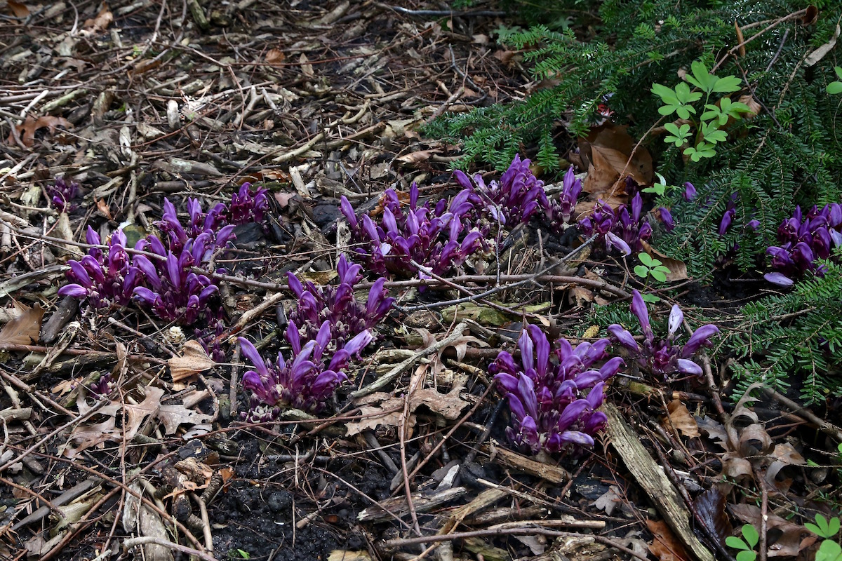 Изображение особи Lathraea clandestina.