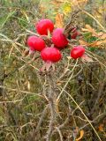 Rosa rugosa. Побег со зрелыми плодами. Санкт-Петербург. 11 ноября 2009 г.