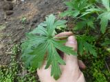 Geranium sibiricum. Лист. Республика Бурятия, пос. Таксимо. 25.06.2016.