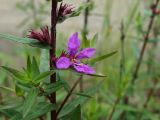 Lythrum salicaria